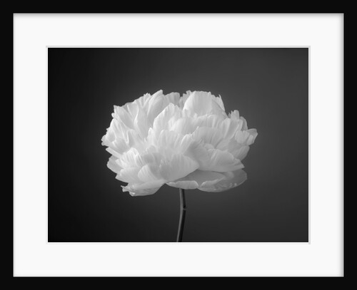 Peony flower by Assaf Frank